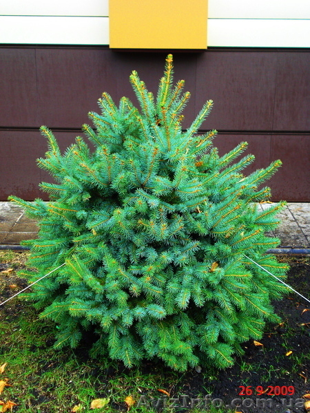 Ель голубая « Engeimannii » (h 1.50м – h 1.70м) - <ro>Изображение</ro><ru>Изображение</ru> #3, <ru>Объявление</ru> #1006000