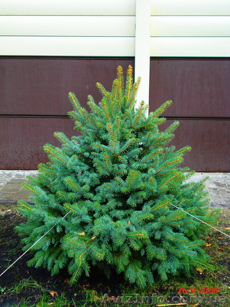 Ель голубая « Engeimannii » (h 1.50м – h 1.70м) - <ro>Изображение</ro><ru>Изображение</ru> #4, <ru>Объявление</ru> #1006000