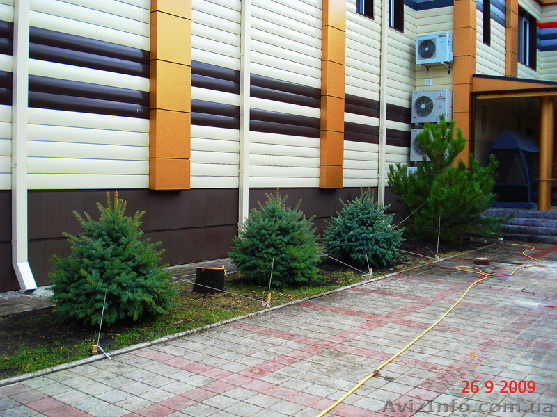 Ель голубая « Engeimannii » (h 1.50м – h 1.70м) - <ro>Изображение</ro><ru>Изображение</ru> #5, <ru>Объявление</ru> #1006000