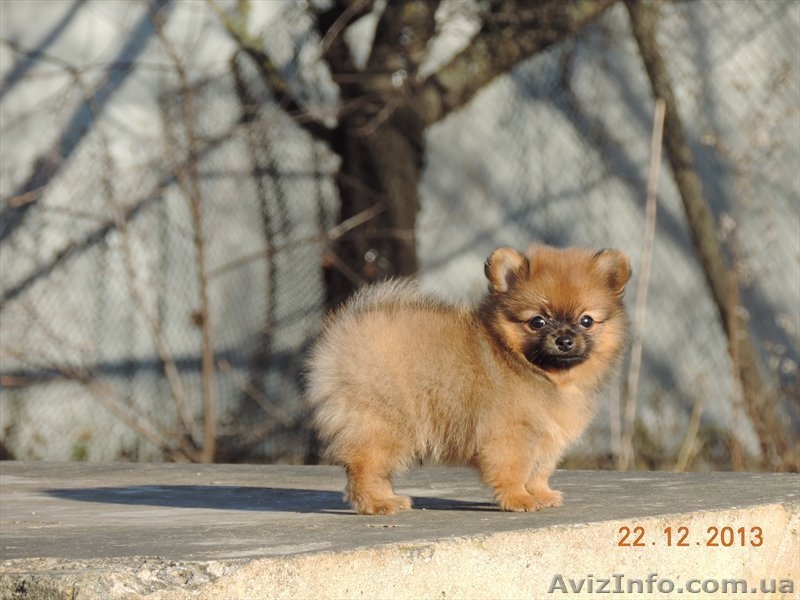 Продадается щенок померанского шпица - <ro>Изображение</ro><ru>Изображение</ru> #3, <ru>Объявление</ru> #1012947