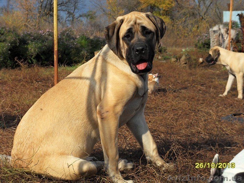 Продаются девочка английского мастифа - <ro>Изображение</ro><ru>Изображение</ru> #1, <ru>Объявление</ru> #1012949