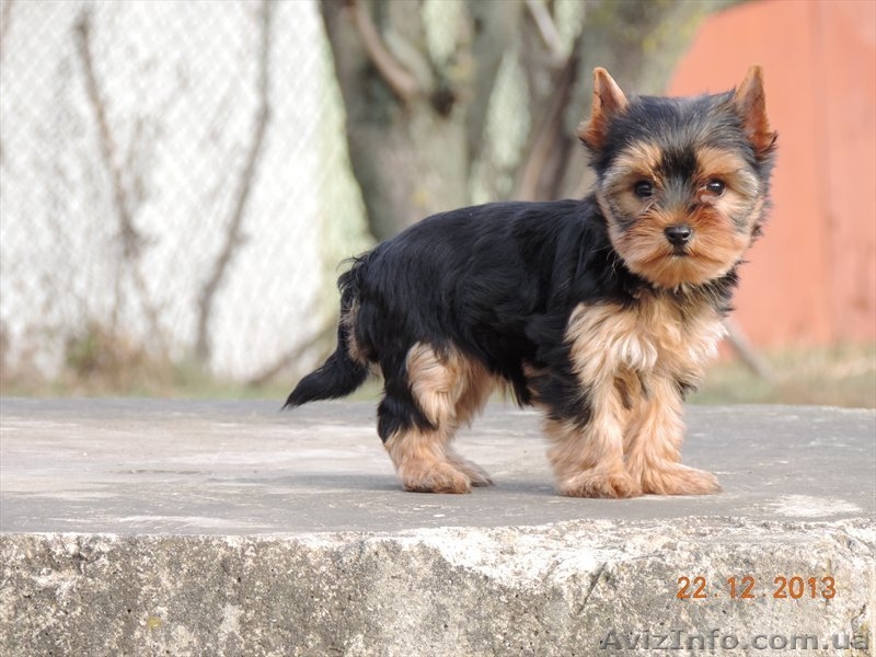  Продается щенок йоркширского терьера - <ro>Изображение</ro><ru>Изображение</ru> #4, <ru>Объявление</ru> #1012946