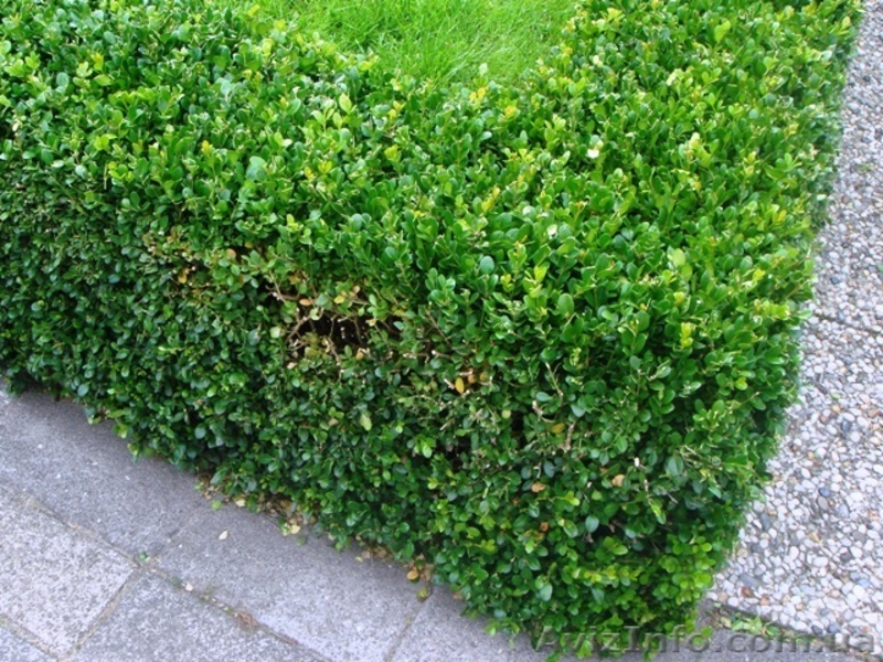 Стрижка живой изгороди и других кустарников! ! ! - <ro>Изображение</ro><ru>Изображение</ru> #3, <ru>Объявление</ru> #1006013