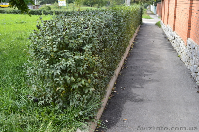 ЖИВУЮ ИЗГОРОДЬ "ЗЕЛЕНЫЙ ЗАБОР"!!!  "Бирючина остролистная обыкновенная" - <ro>Изображение</ro><ru>Изображение</ru> #3, <ru>Объявление</ru> #1005997