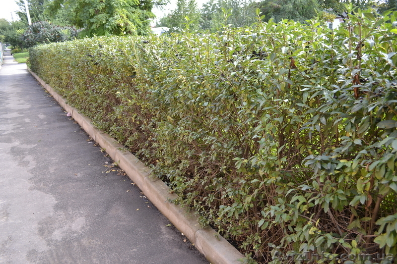 ЖИВУЮ ИЗГОРОДЬ "ЗЕЛЕНЫЙ ЗАБОР"!!!  "Бирючина остролистная обыкновенная" - <ro>Изображение</ro><ru>Изображение</ru> #4, <ru>Объявление</ru> #1005997