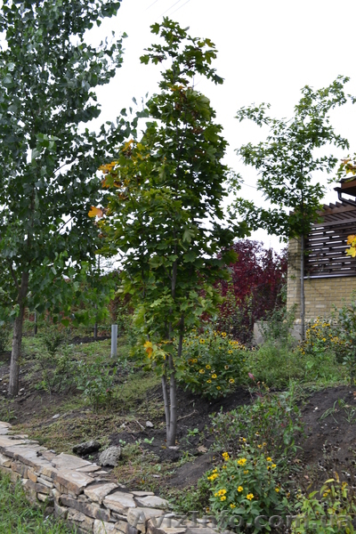 Клен остролистный h 3m - h 6m - <ro>Изображение</ro><ru>Изображение</ru> #4, <ru>Объявление</ru> #1005974