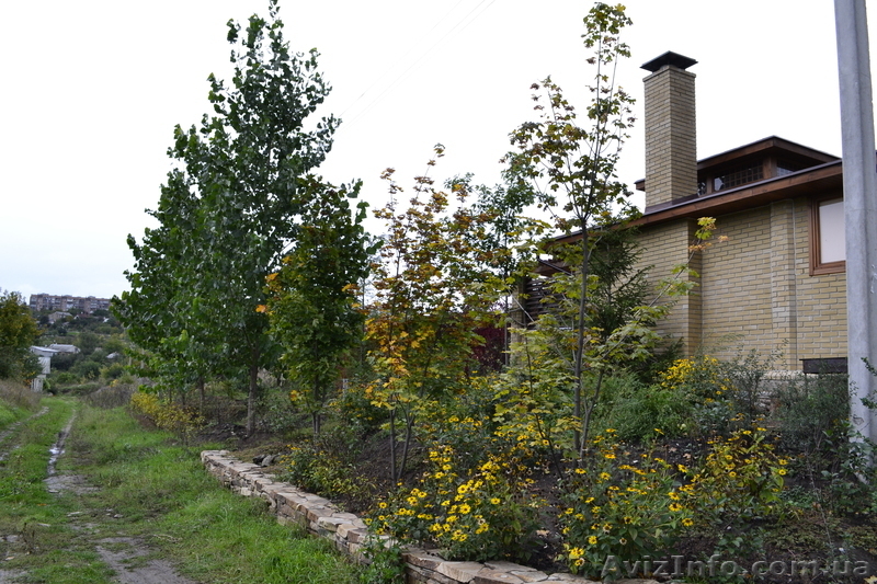 Клен остролистный h 3m - h 6m - <ro>Изображение</ro><ru>Изображение</ru> #5, <ru>Объявление</ru> #1005974