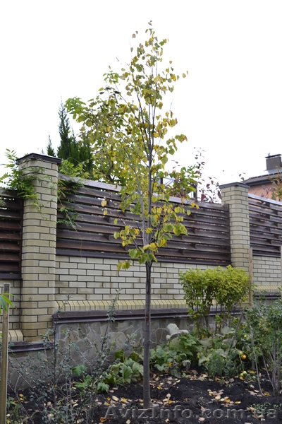 Липа крупнолистная h 3m - h 6m - <ro>Изображение</ro><ru>Изображение</ru> #3, <ru>Объявление</ru> #1005985