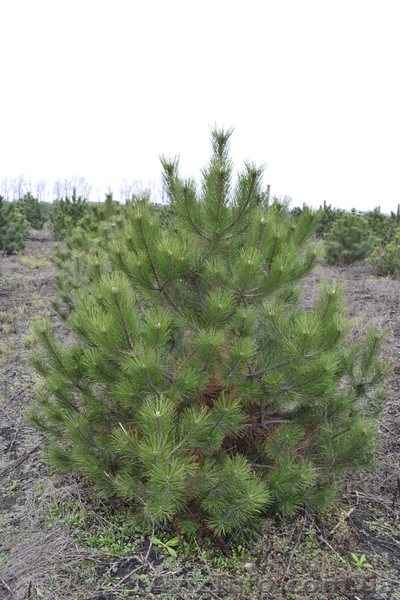 Сосна крымская длиннохвойка « Creed » ( h 1. 70м – 2. 00м )  - <ro>Изображение</ro><ru>Изображение</ru> #4, <ru>Объявление</ru> #1006004