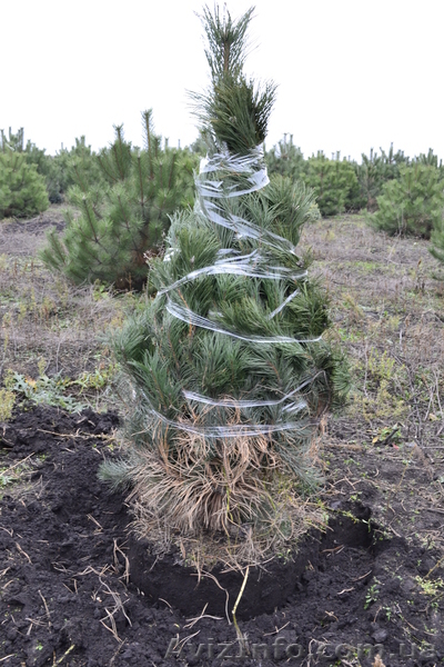 Сосна крымская длиннохвойка « Creed » ( h 1. 70м – 2. 00м )  - <ro>Изображение</ro><ru>Изображение</ru> #5, <ru>Объявление</ru> #1006004