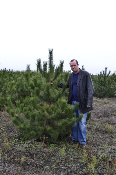 Сосна крымская длиннохвойка « Creed » ( h 1. 70м – 2. 00м )  - <ro>Изображение</ro><ru>Изображение</ru> #6, <ru>Объявление</ru> #1006004