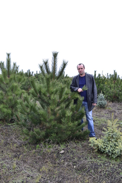 Сосна крымская длиннохвойка « Creed » ( h 1. 70м – 2. 00м )  - <ro>Изображение</ro><ru>Изображение</ru> #7, <ru>Объявление</ru> #1006004