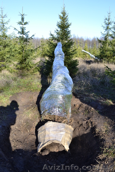 Ель зеленая « Europe » ( h 3м – h 10м )  - <ro>Изображение</ro><ru>Изображение</ru> #3, <ru>Объявление</ru> #1006002