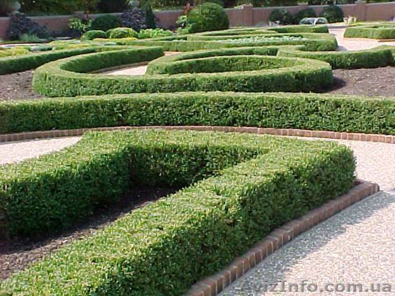 Стрижка живой изгороди и других кустарников! ! ! - <ro>Изображение</ro><ru>Изображение</ru> #1, <ru>Объявление</ru> #1006013