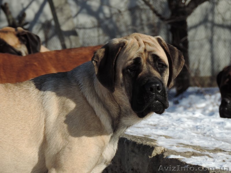 Продаются девочка английского мастифа - <ro>Изображение</ro><ru>Изображение</ru> #2, <ru>Объявление</ru> #1012949