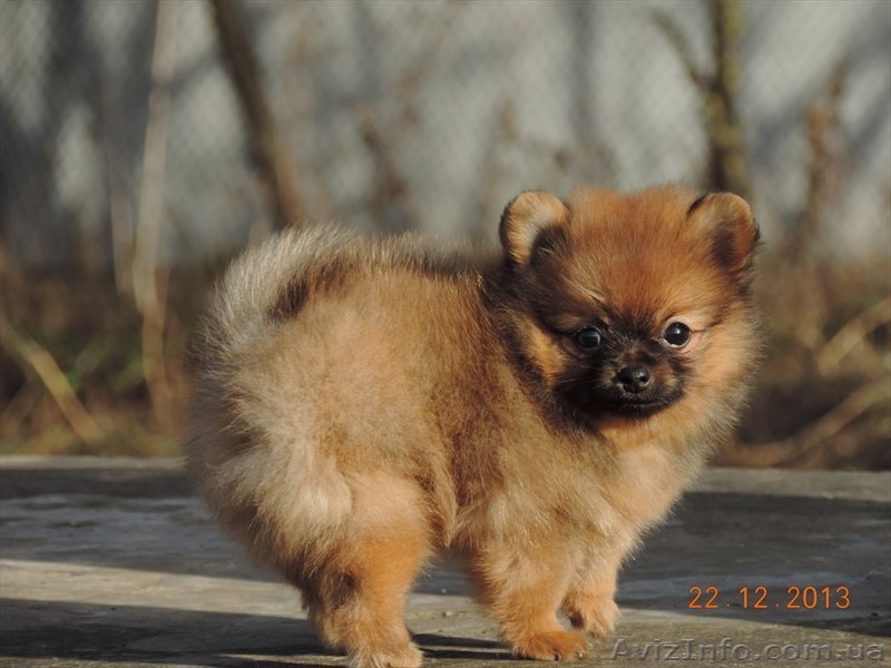 Продадается щенок померанского шпица - <ro>Изображение</ro><ru>Изображение</ru> #5, <ru>Объявление</ru> #1012947