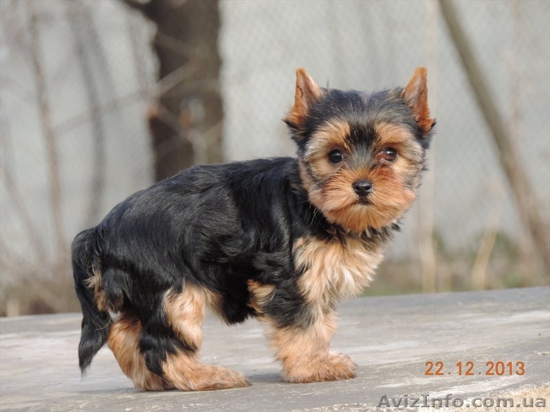  Продается щенок йоркширского терьера - <ro>Изображение</ro><ru>Изображение</ru> #5, <ru>Объявление</ru> #1012946