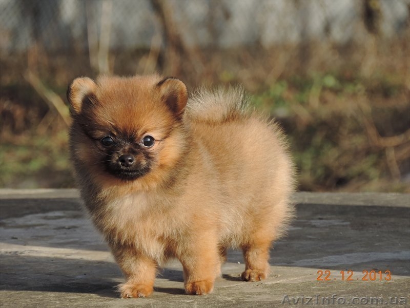 Продадается щенок померанского шпица - <ro>Изображение</ro><ru>Изображение</ru> #1, <ru>Объявление</ru> #1012947