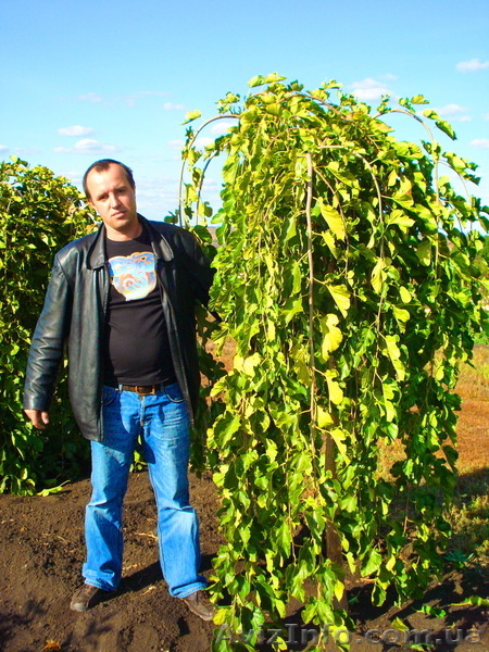 Декоративно-лиственные плакучие формы на штамбе ( h 1. 50m – h 2. 50m ) - <ro>Изображение</ro><ru>Изображение</ru> #3, <ru>Объявление</ru> #1006006