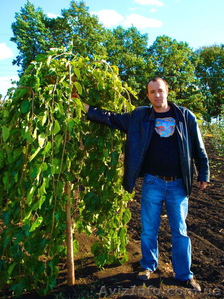 Декоративно лиственные, хвойные и плодовые растения "КРУПНОМЕРЫ" - <ro>Изображение</ro><ru>Изображение</ru> #9, <ru>Объявление</ru> #1005994