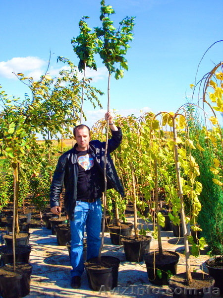 Декоративно-лиственные плакучие формы на штамбе ( h 1. 50m – h 2. 50m ) - <ro>Изображение</ro><ru>Изображение</ru> #4, <ru>Объявление</ru> #1006006