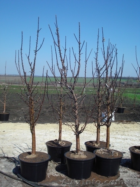 Саженцы - Черешня, вишня, персик, абрикос, слива, яблоня, груша. . . . . . - <ro>Изображение</ro><ru>Изображение</ru> #3, <ru>Объявление</ru> #1005992