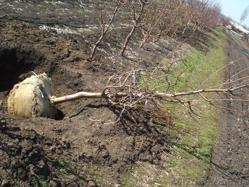 Саженцы - Черешня, вишня, персик, абрикос, слива, яблоня, груша. . . . . . - <ro>Изображение</ro><ru>Изображение</ru> #4, <ru>Объявление</ru> #1005992