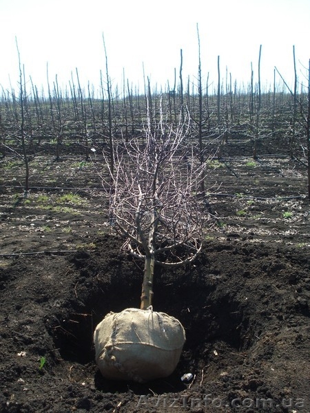 Саженцы - Черешня, вишня, персик, абрикос, слива, яблоня, груша. . . . . . - <ro>Изображение</ro><ru>Изображение</ru> #7, <ru>Объявление</ru> #1005992