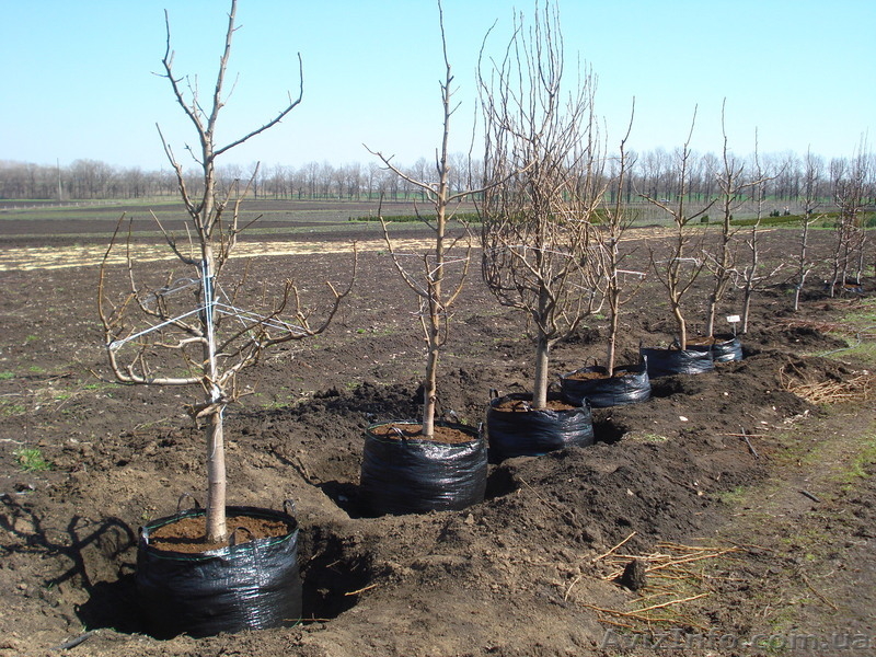 Саженцы - Черешня, вишня, персик, абрикос, слива, яблоня, груша. . . . . . - <ro>Изображение</ro><ru>Изображение</ru> #6, <ru>Объявление</ru> #1005992