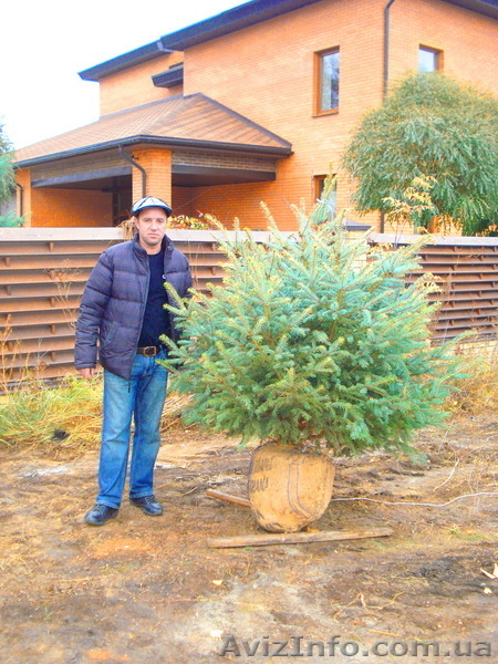 Ель голубая « Engeimannii » (h 1.50м – h 1.70м) - <ro>Изображение</ro><ru>Изображение</ru> #6, <ru>Объявление</ru> #1006000