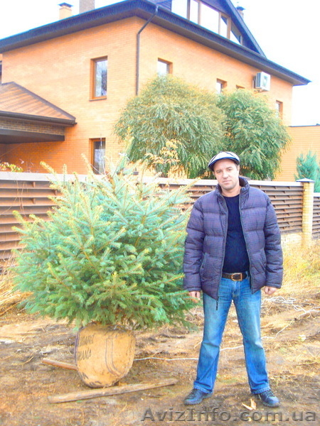 Декоративно лиственные, хвойные и плодовые растения "КРУПНОМЕРЫ" - <ro>Изображение</ro><ru>Изображение</ru> #5, <ru>Объявление</ru> #1005994