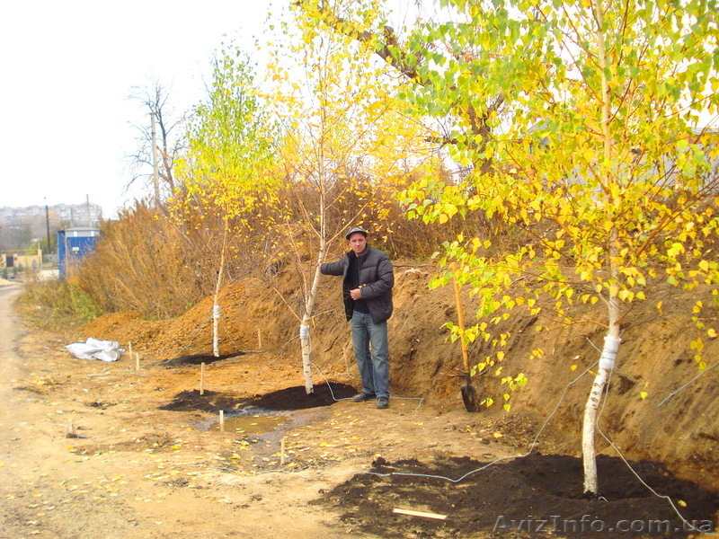 Лиственные растения крупномеры. ( h 2. 00м – h 9. 00м ) - <ro>Изображение</ro><ru>Изображение</ru> #7, <ru>Объявление</ru> #1006008