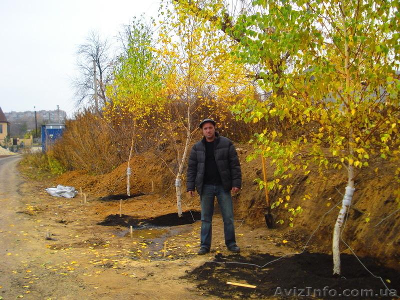 Береза h 3m - h 6m - <ro>Изображение</ro><ru>Изображение</ru> #3, <ru>Объявление</ru> #1005989