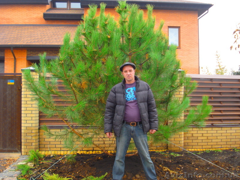 Декоративно лиственные, хвойные и плодовые растения "КРУПНОМЕРЫ" - <ro>Изображение</ro><ru>Изображение</ru> #8, <ru>Объявление</ru> #1005994