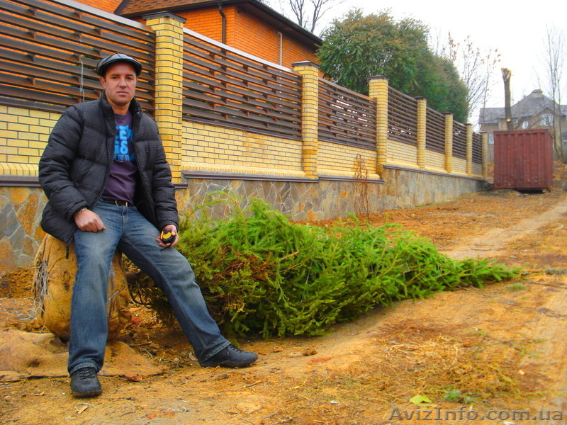 Ель зеленая « Europe » ( h 3м – h 10м )  - <ro>Изображение</ro><ru>Изображение</ru> #4, <ru>Объявление</ru> #1006002