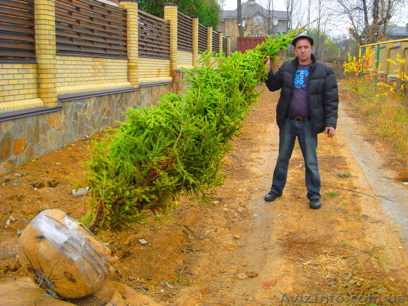 Ель зеленая « Europe » ( h 3м – h 10м )  - <ro>Изображение</ro><ru>Изображение</ru> #8, <ru>Объявление</ru> #1006002