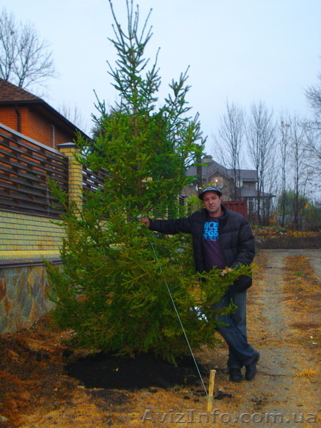 Ель зеленая « Europe » ( h 3м – h 10м )  - <ro>Изображение</ro><ru>Изображение</ru> #6, <ru>Объявление</ru> #1006002