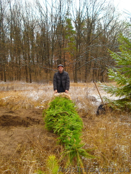 Ель зеленая « Europe » ( h 3м – h 10м )  - <ro>Изображение</ro><ru>Изображение</ru> #7, <ru>Объявление</ru> #1006002