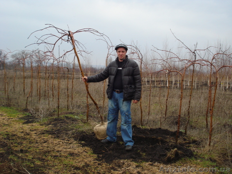 Декоративно-лиственные плакучие формы на штамбе ( h 1. 50m – h 2. 50m ) - <ro>Изображение</ro><ru>Изображение</ru> #5, <ru>Объявление</ru> #1006006