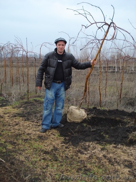 Декоративно лиственные, хвойные и плодовые растения "КРУПНОМЕРЫ" - <ro>Изображение</ro><ru>Изображение</ru> #10, <ru>Объявление</ru> #1005994