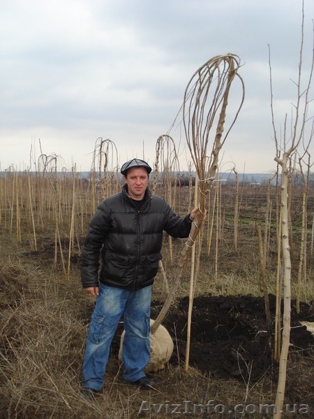 Декоративно-лиственные плакучие формы на штамбе ( h 1. 50m – h 2. 50m ) - <ro>Изображение</ro><ru>Изображение</ru> #7, <ru>Объявление</ru> #1006006