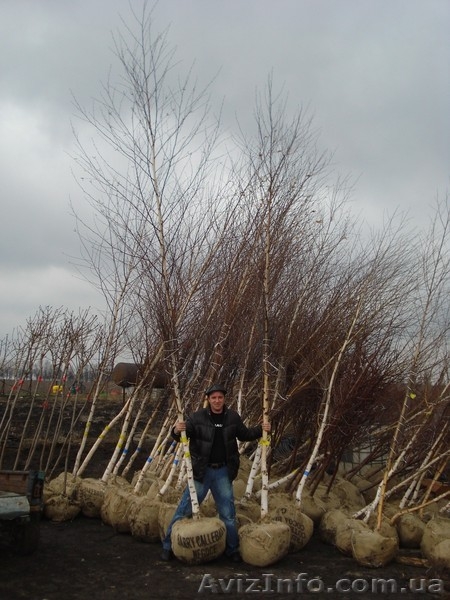 Декоративно лиственные, хвойные и плодовые растения "КРУПНОМЕРЫ" - <ro>Изображение</ro><ru>Изображение</ru> #3, <ru>Объявление</ru> #1005994