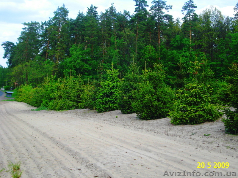 Декоративно лиственные, хвойные и плодовые растения "КРУПНОМЕРЫ" - <ro>Изображение</ro><ru>Изображение</ru> #6, <ru>Объявление</ru> #1005994