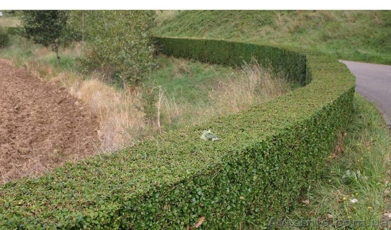 Стрижка живой изгороди и других кустарников! ! ! - <ro>Изображение</ro><ru>Изображение</ru> #6, <ru>Объявление</ru> #1006013