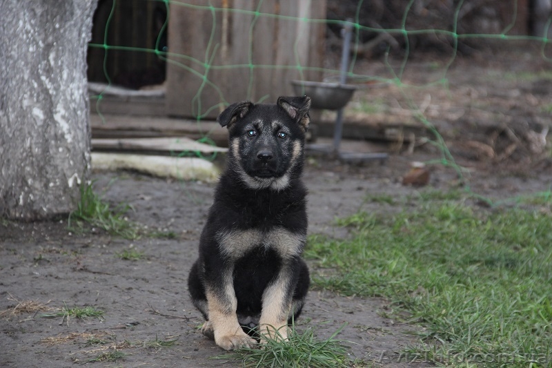 Продам чудесных щенков немецкой овчарки - <ro>Изображение</ro><ru>Изображение</ru> #3, <ru>Объявление</ru> #1003417