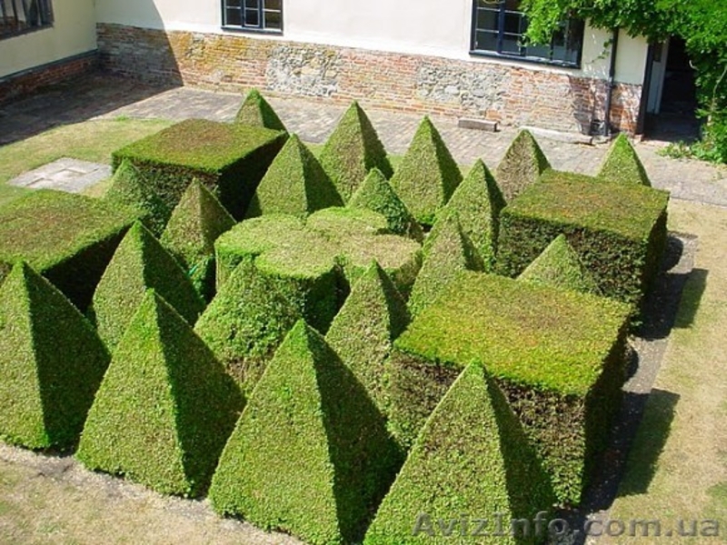 Топиарное озеленение!!! - <ro>Изображение</ro><ru>Изображение</ru> #5, <ru>Объявление</ru> #1007391