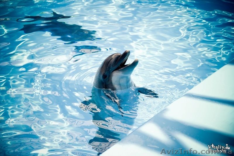 Фотосъёмка, видеосъёмка Full HD, фотокниги - <ro>Изображение</ro><ru>Изображение</ru> #1, <ru>Объявление</ru> #1021173