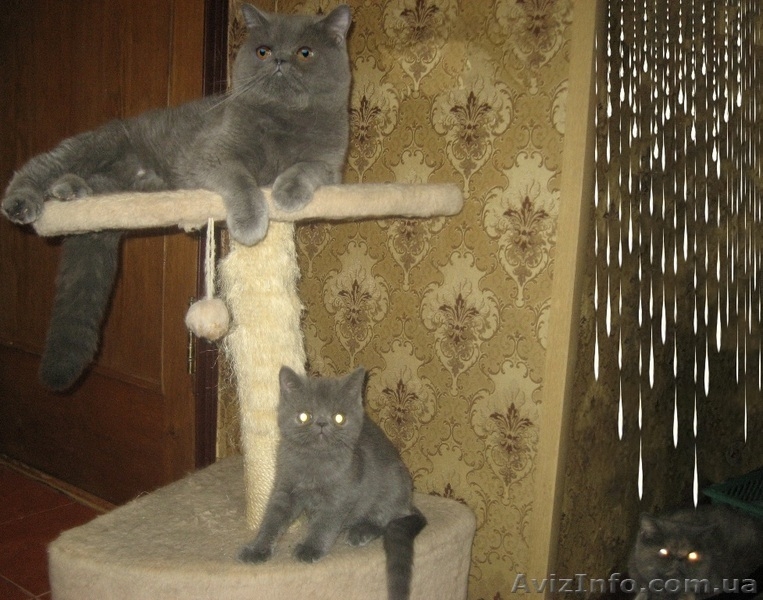 Экзотики короткошерстные - <ro>Изображение</ro><ru>Изображение</ru> #2, <ru>Объявление</ru> #771723