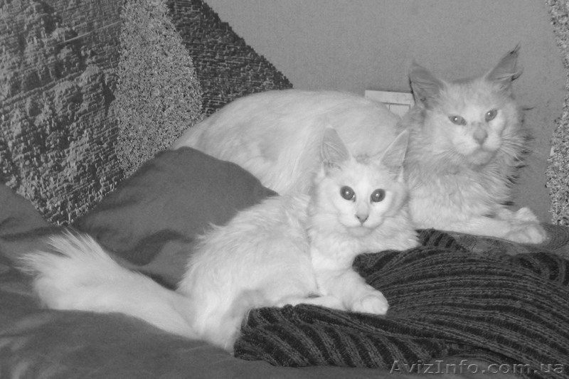 Мейн-кун девочка - <ro>Изображение</ro><ru>Изображение</ru> #2, <ru>Объявление</ru> #741901