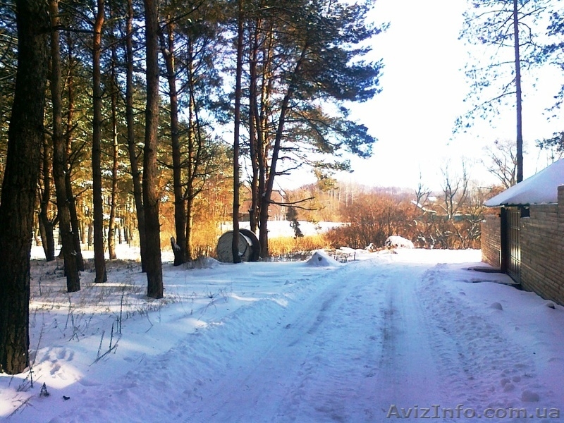 Деревяный дом в сосновом лесу. с. Революционное. - <ro>Изображение</ro><ru>Изображение</ru> #5, <ru>Объявление</ru> #1038355